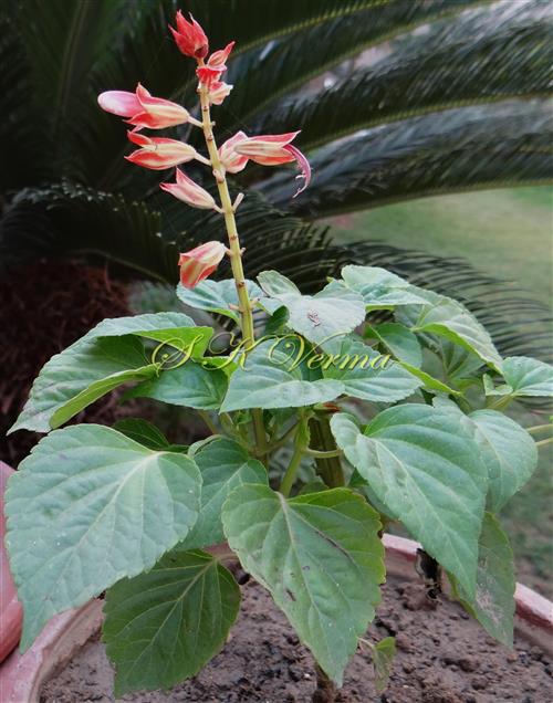  Plant